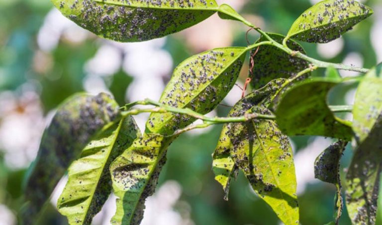 Aphids