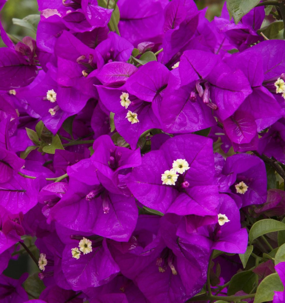 Home Newell Lawn Care and Property Maintenance